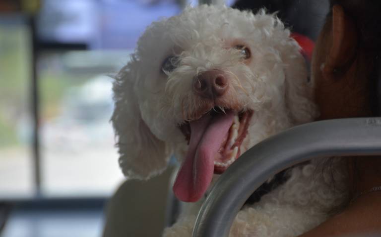 un perro puede sobrevivir a un golpe de calor