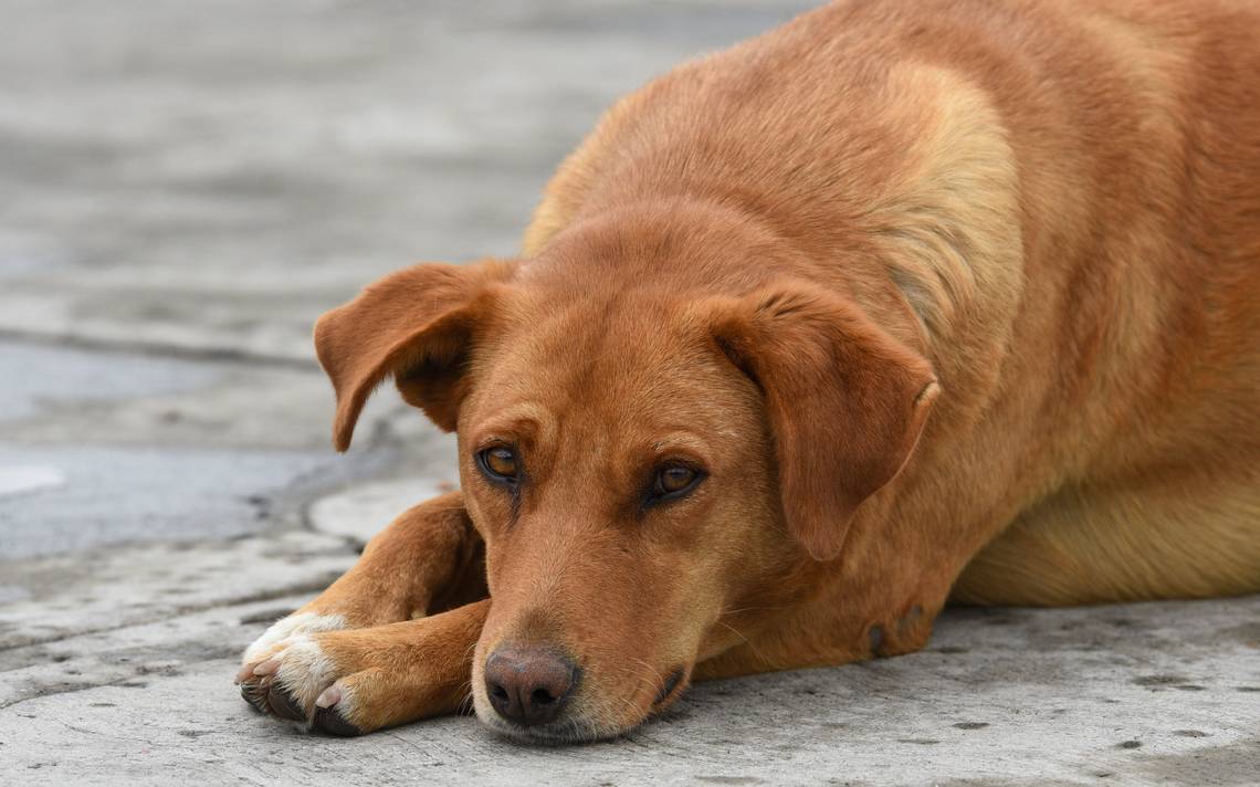 un perro puede sobrevivir a un golpe de calor