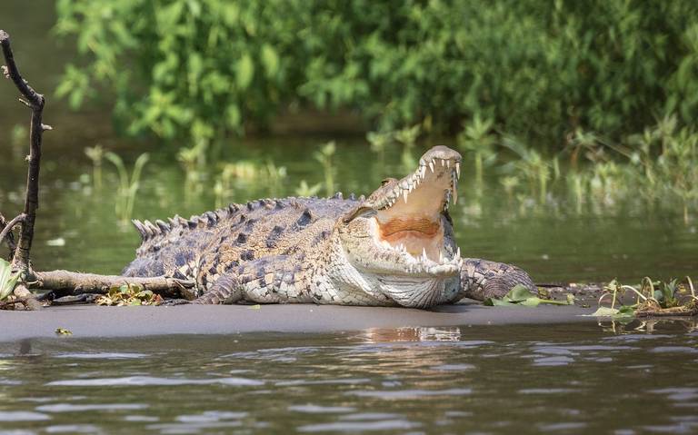 Cocodrilos en el río Bravo sorprenden hasta al gobernador de Texas [Video]  - El Sol de Tampico | Noticias Locales, Policiacas, sobre México,  Tamaulipas y el Mundo