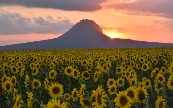 Campos de girasol en González, Tamaulipas ya abrieron: costo y horario - El  Sol de Tampico | Noticias Locales, Policiacas, sobre México, Tamaulipas y el  Mundo