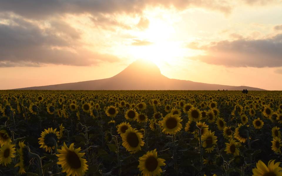 Por qué los girasoles siguen al sol: el enigma de estas bellas flores - El  Sol de Tampico | Noticias Locales, Policiacas, sobre México, Tamaulipas y  el Mundo