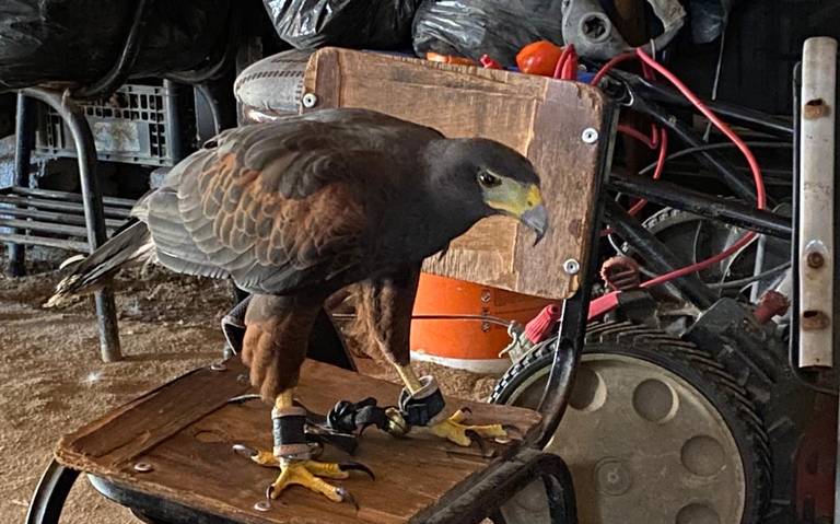 Video] Enorme águila cae en un domicilio y ataca gallinas - El Sol de  Tampico | Noticias Locales, Policiacas, sobre México, Tamaulipas y el Mundo