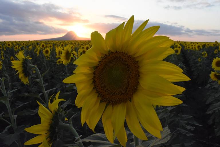 Por qué los girasoles siguen al sol: el enigma de estas bellas flores - El  Sol de Tampico | Noticias Locales, Policiacas, sobre México, Tamaulipas y el  Mundo