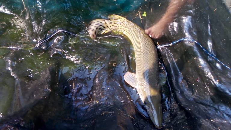 La pesca en Pueblo Viejo fue un legado de los indígenas huastecos