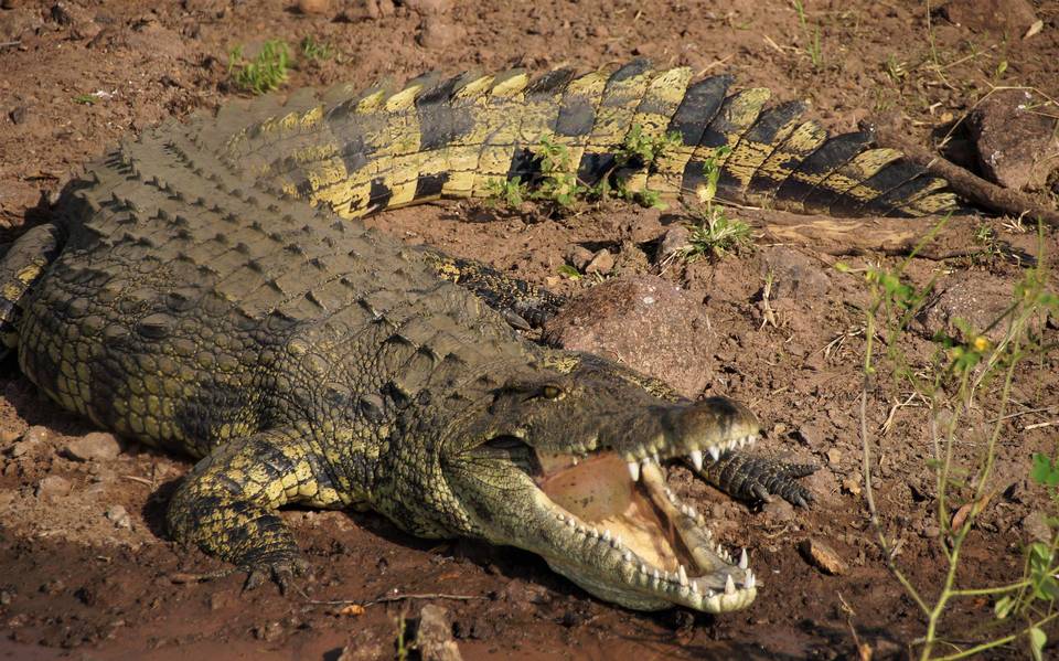 En Tampico lluvias desplazan a cocodrilos a canales, piden prevención - El  Sol de Tampico | Noticias Locales, Policiacas, sobre México, Tamaulipas y  el Mundo