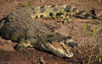 En Tampico lluvias desplazan a cocodrilos a canales, piden prevención - El  Sol de Tampico | Noticias Locales, Policiacas, sobre México, Tamaulipas y  el Mundo