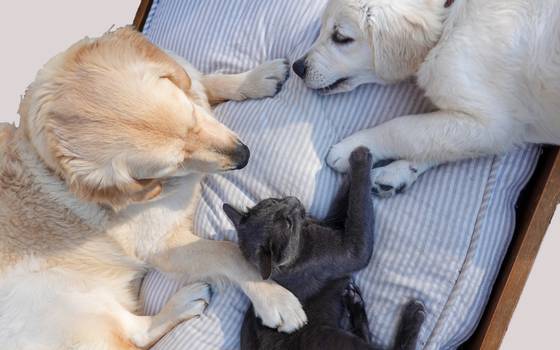 pueden los perros reconocer las cenizas cremadas