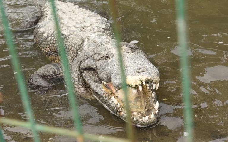 Personas ingresaron a la laguna del carpintero y fueron atacadas por un  cocodrilo - El Sol de Tampico | Noticias Locales, Policiacas, sobre México,  Tamaulipas y el Mundo